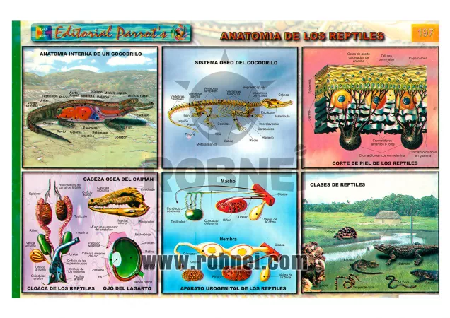 Anatomia De Los Reptiles
